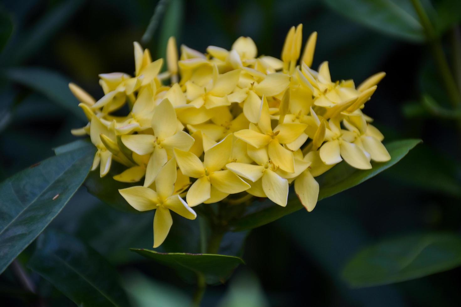 needle flowers yellow blooming beautiful petals in the Thai garden. photo