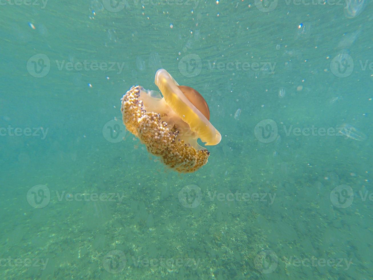 Colored ribbed jellyfish in the waters off Croatia during a jellyfish plague caused by high water temperatures due to climate change photo