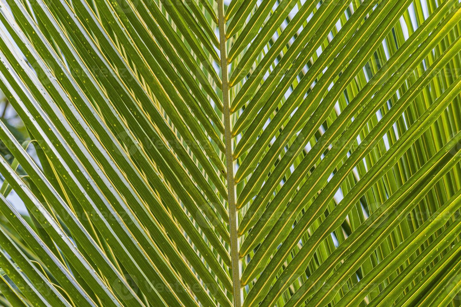 Cerca de hoja de palma verde con contornos de filigrana foto