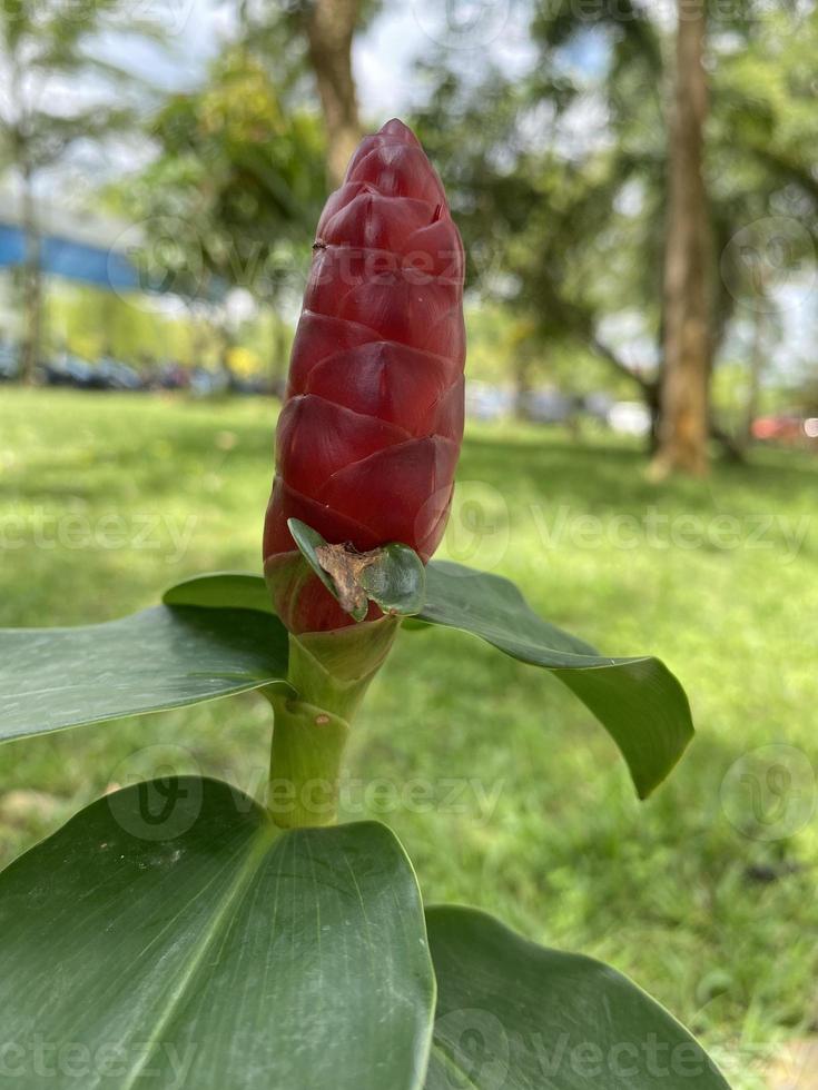 zingiber zerumbet l planta foto