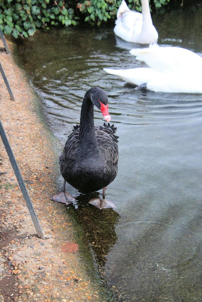 A view of a Black Swan photo