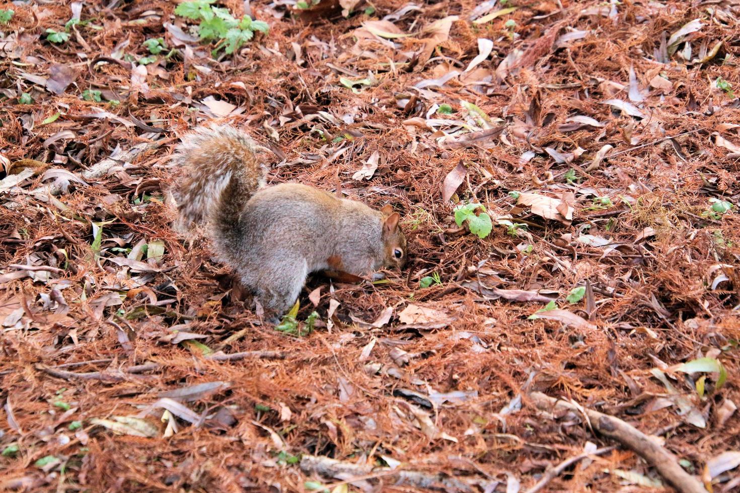 A view of a Grey Squirrel in London photo