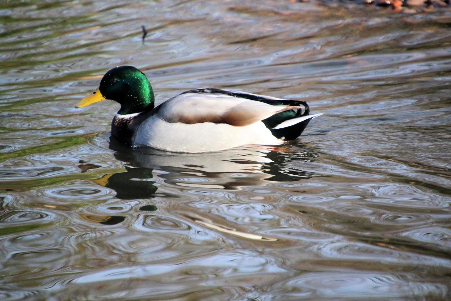 una vista de un pato en la reserva natural martin mera foto