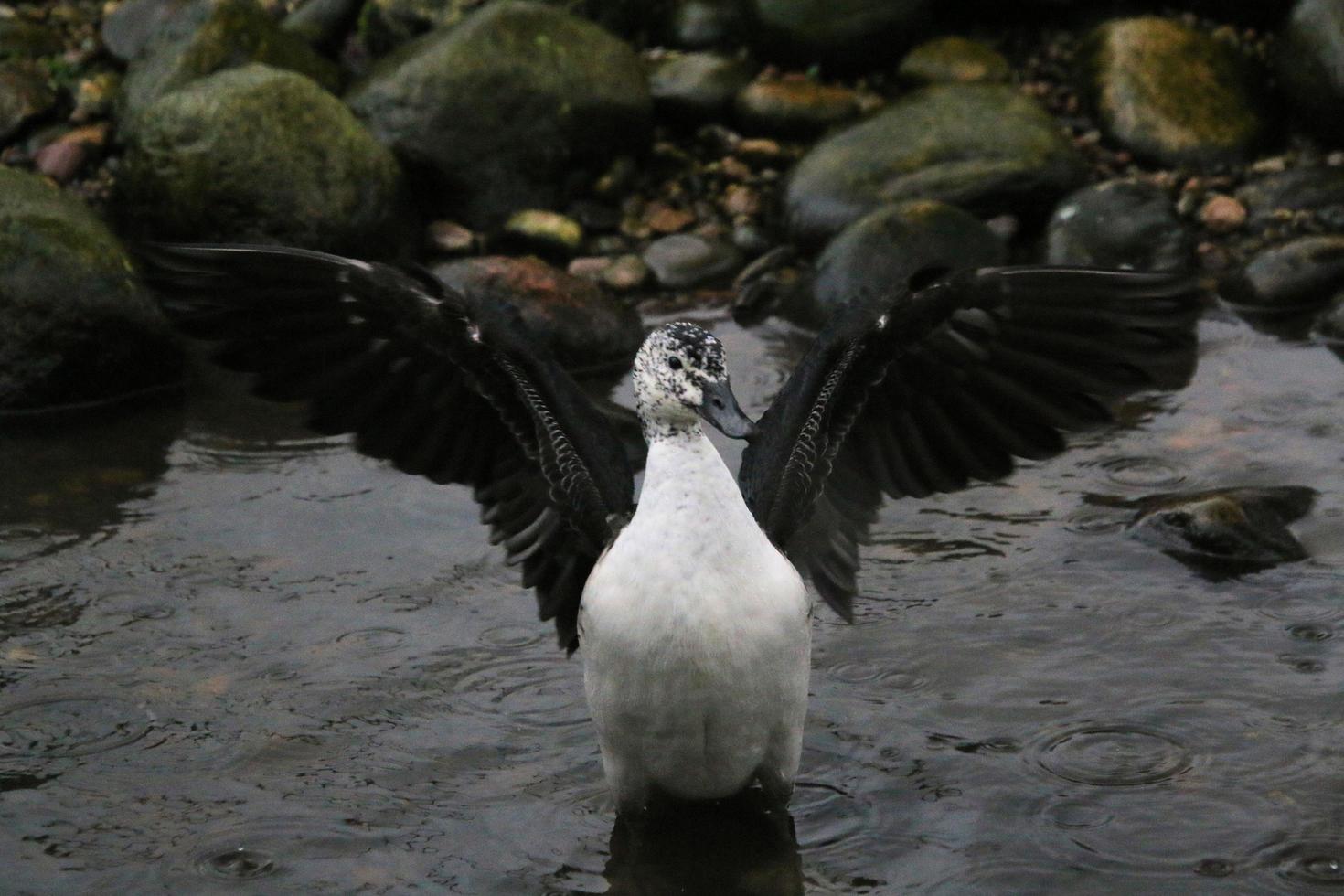 A view of a Duck at Martin Mere Nature Reserve photo