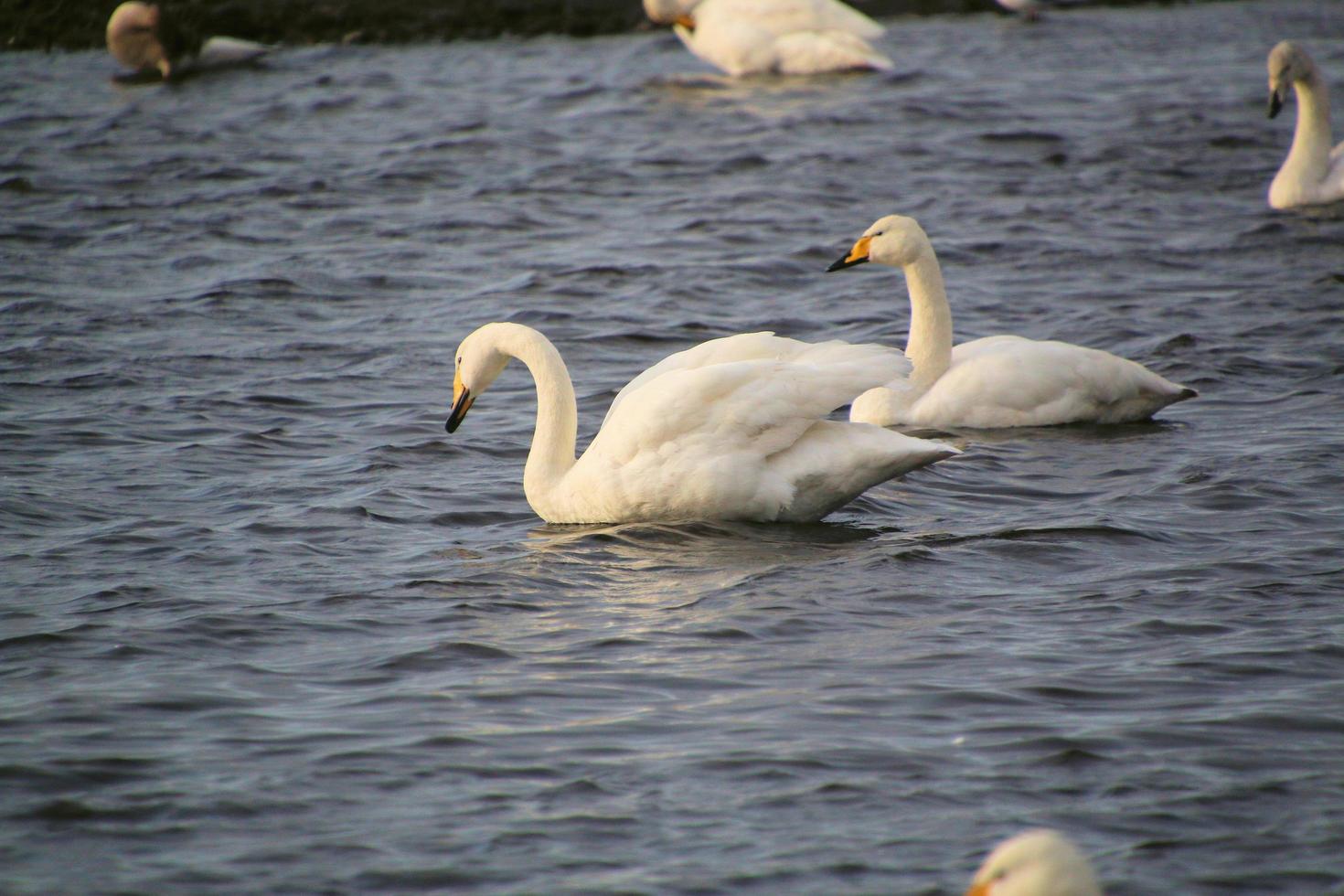 una vista de un cisne cantor en la reserva natural martin mera foto