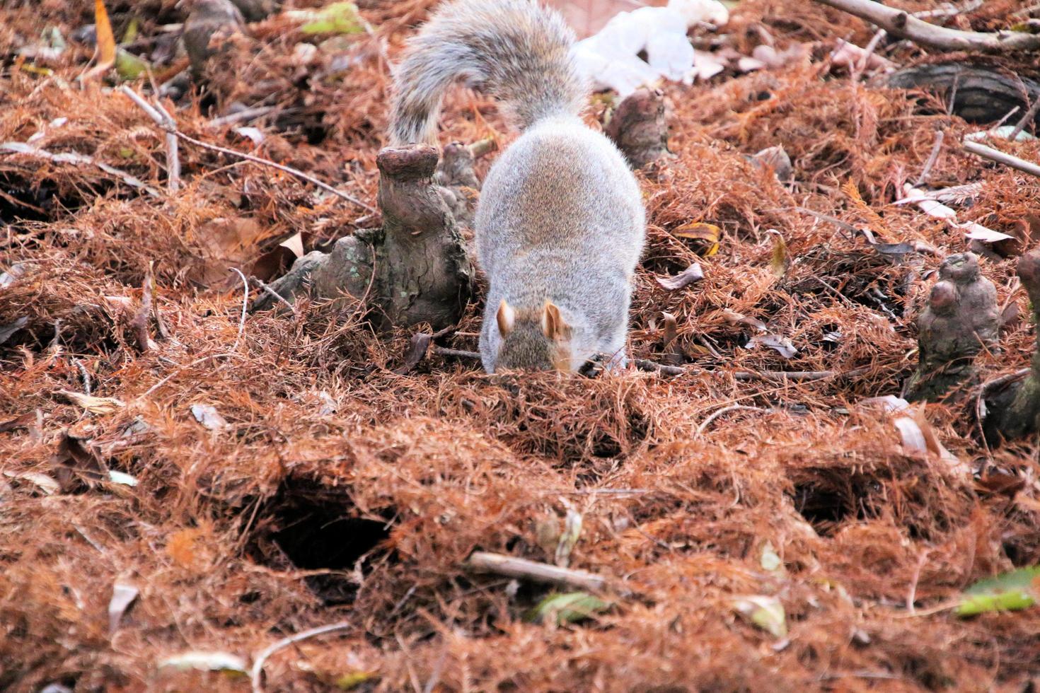 A view of a Grey Squirrel in London photo
