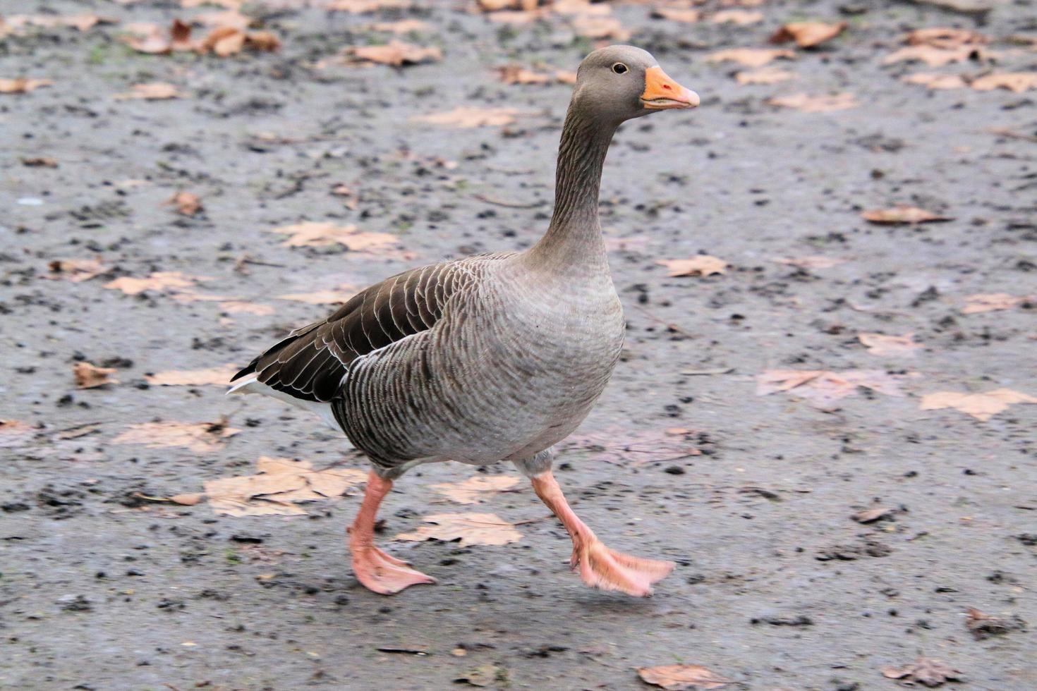 A view of a Goose at Martin Mere Nature Reserve photo