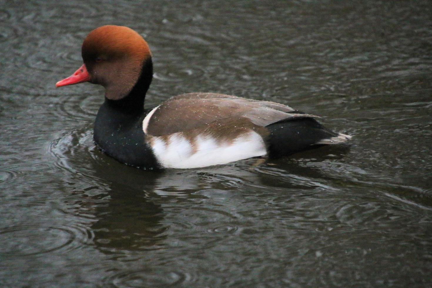 A view of a Duck at Martin Mere Nature Reserve photo