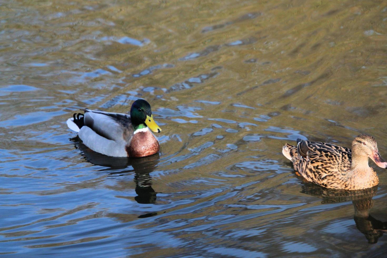 A view of a Duck at Martin Mere Nature Reserve photo