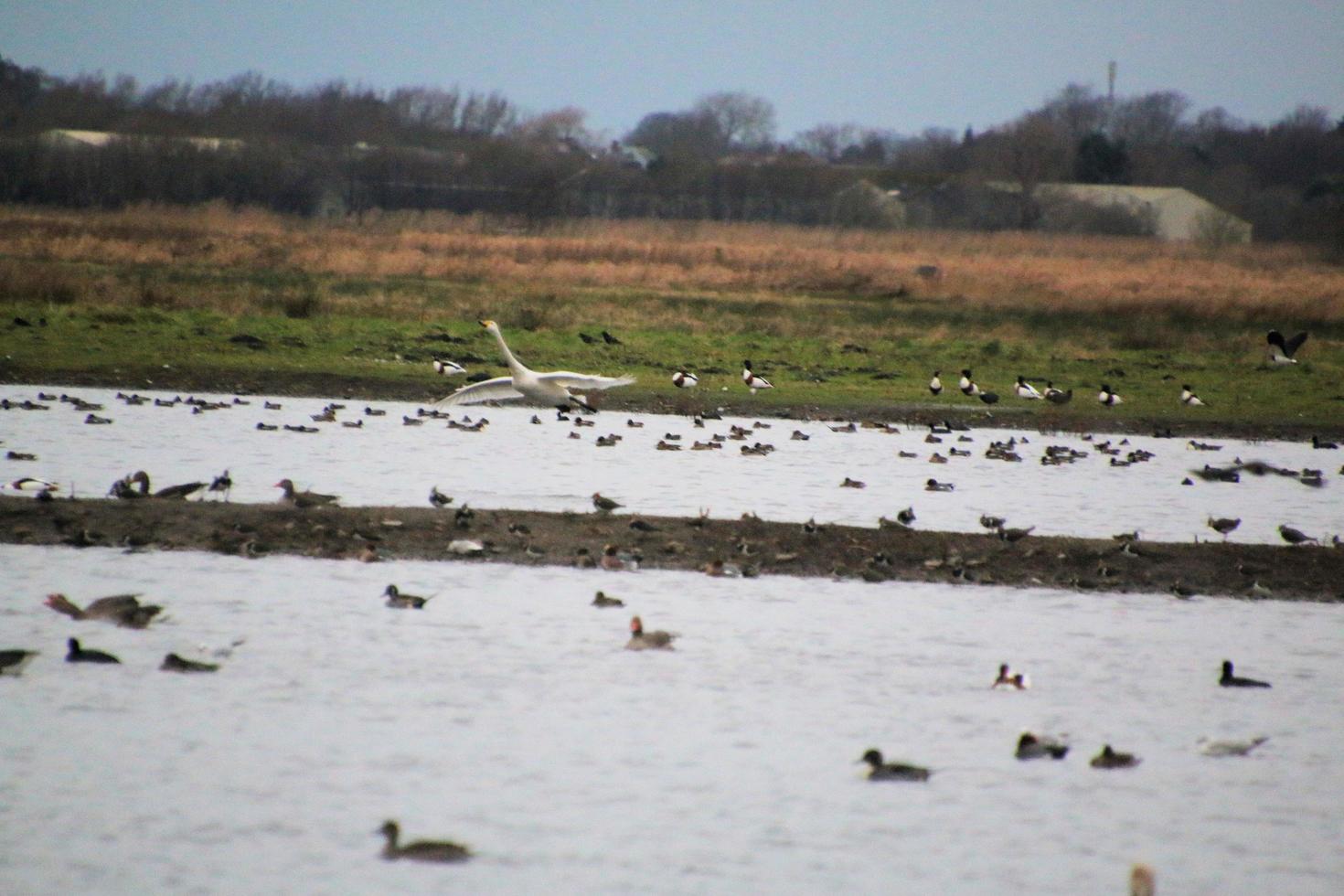 A view of a Whooper Swan at Martin Mere Nature Reserve photo