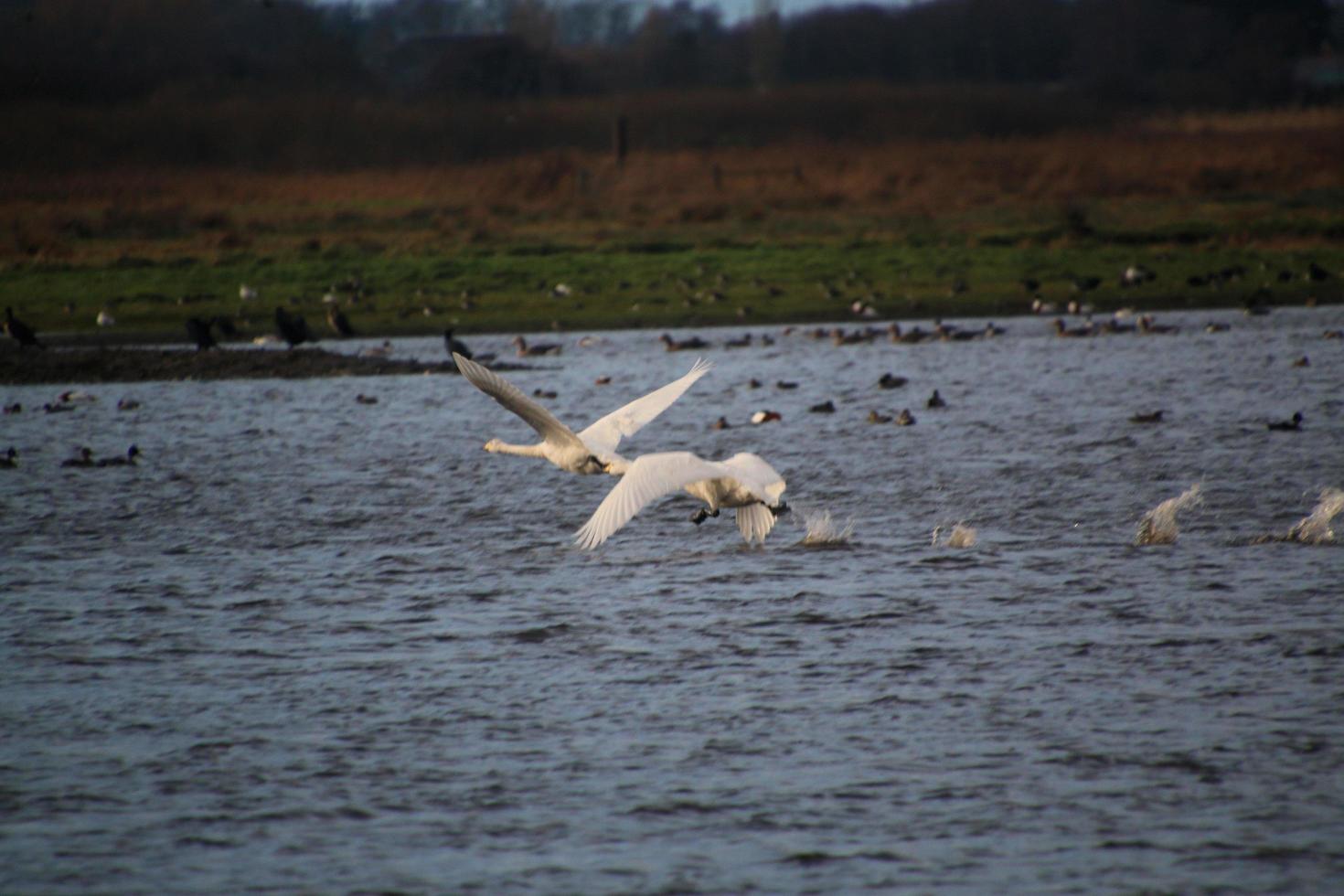 A view of a Whooper Swan at Martin Mere Nature Reserve photo