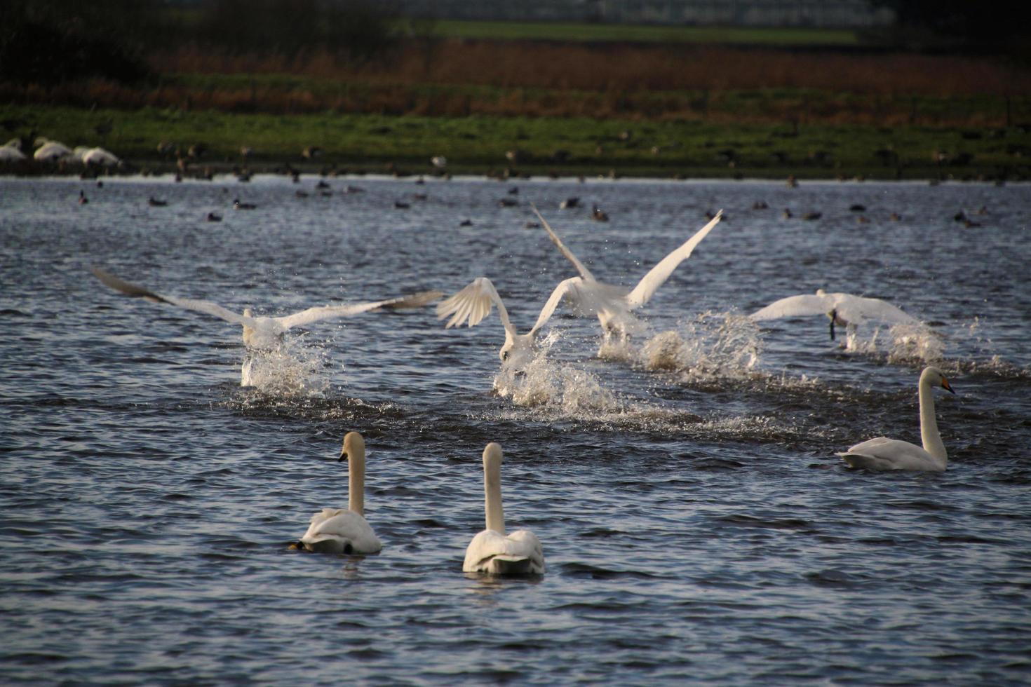 una vista de un cisne cantor en la reserva natural martin mera foto