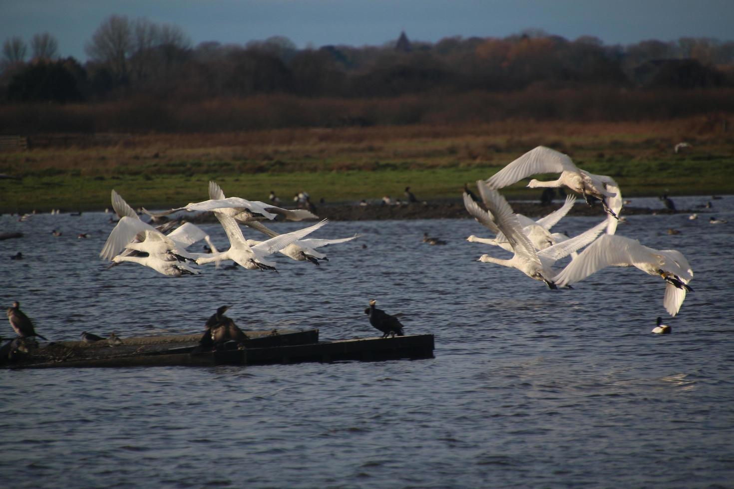 A view of a Whooper Swan at Martin Mere Nature Reserve photo