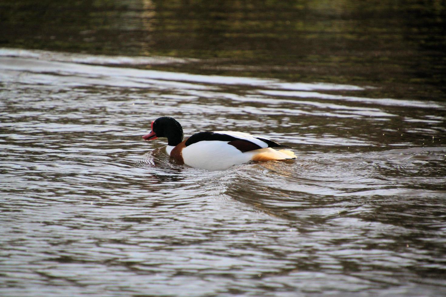 una vista de un pato en la reserva natural martin mera foto