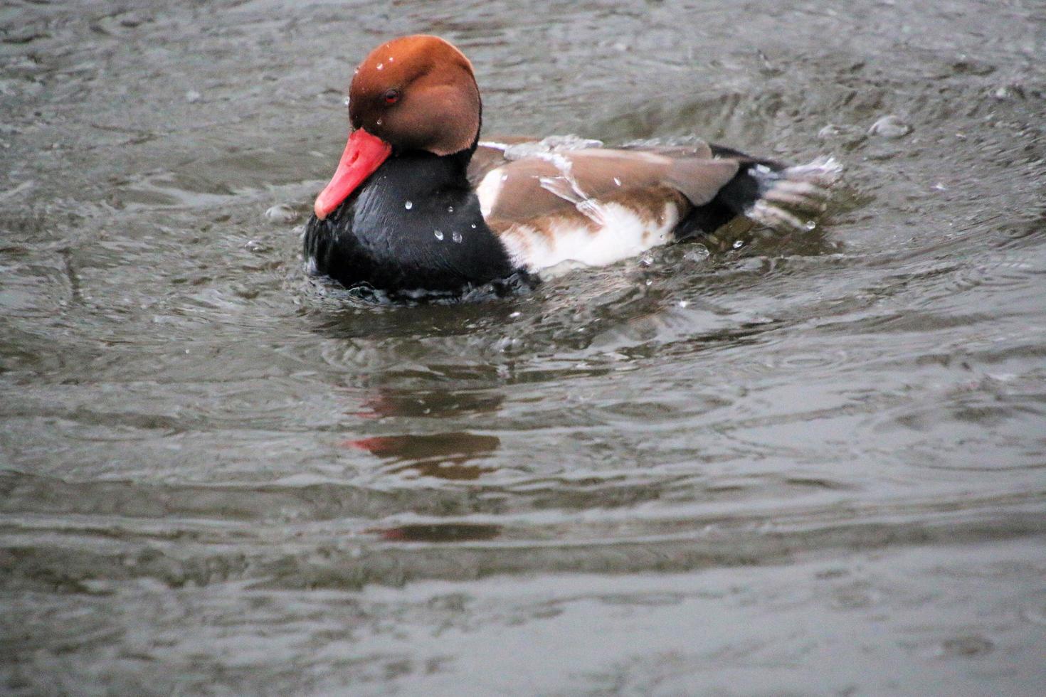 una vista de un pato en la reserva natural martin mera foto