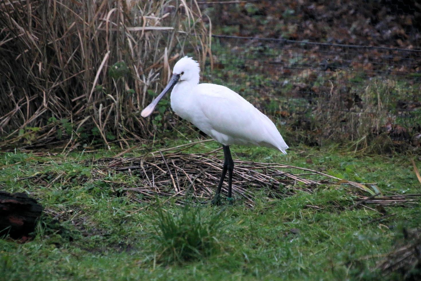 A view of a Spoonbill at Martin Mere Nature Reserve photo