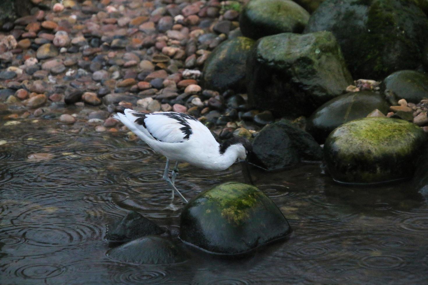 A view of an Avocet at Martin Mere Nature Reserve photo