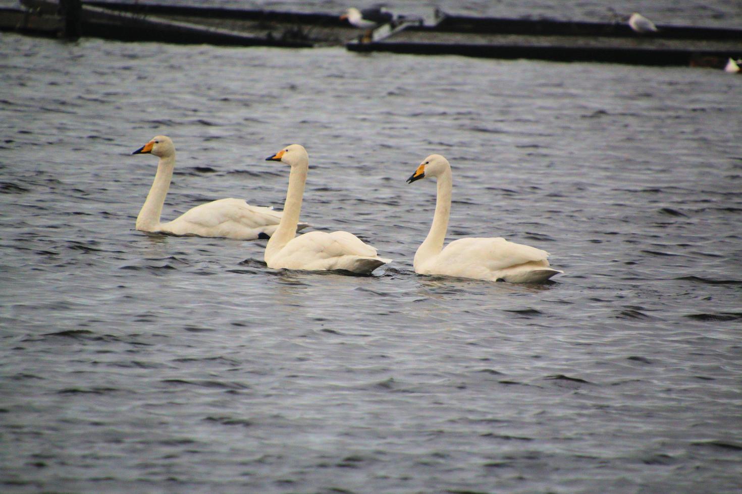 A view of a Whooper Swan at Martin Mere Nature Reserve photo