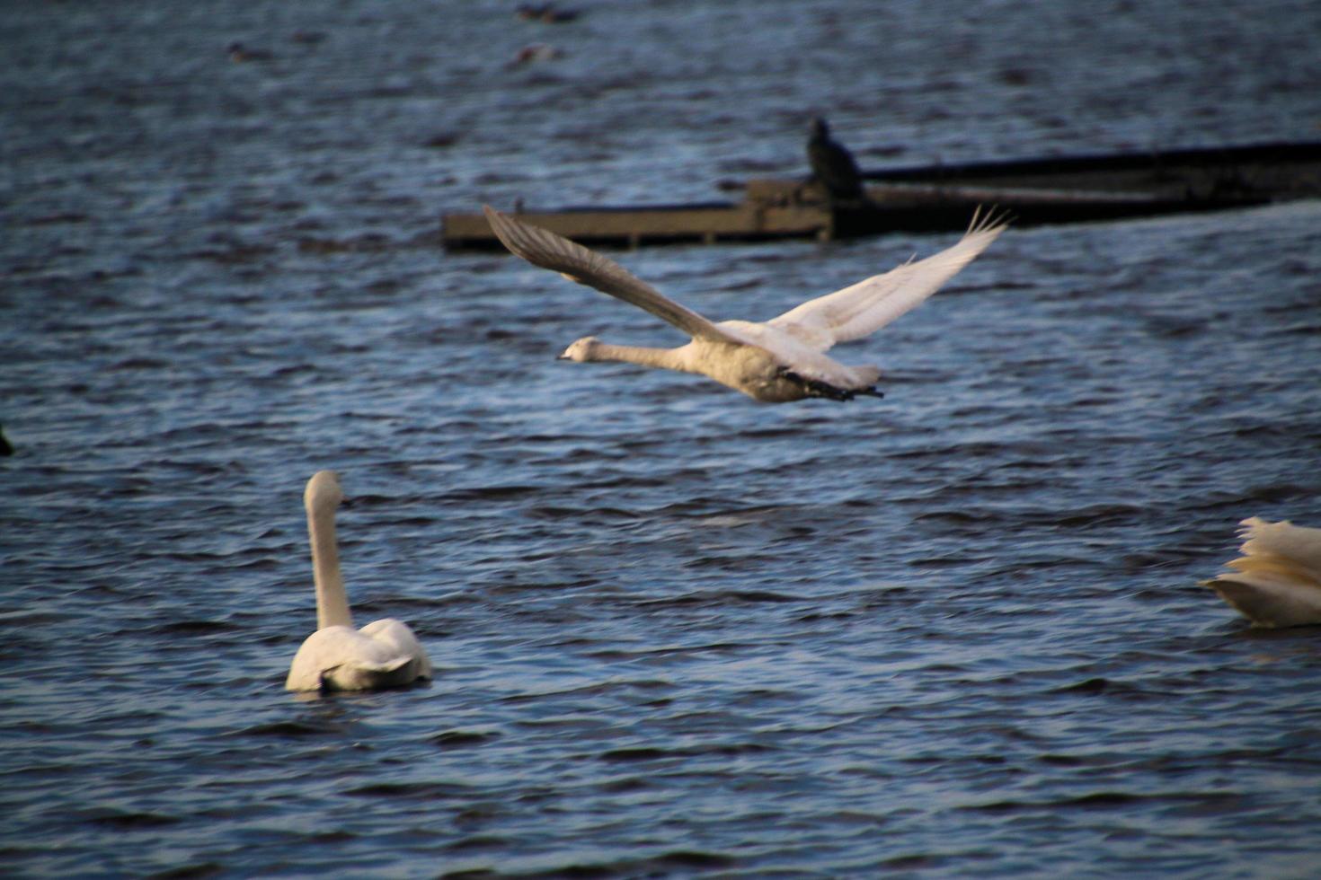 A view of a Whooper Swan at Martin Mere Nature Reserve photo