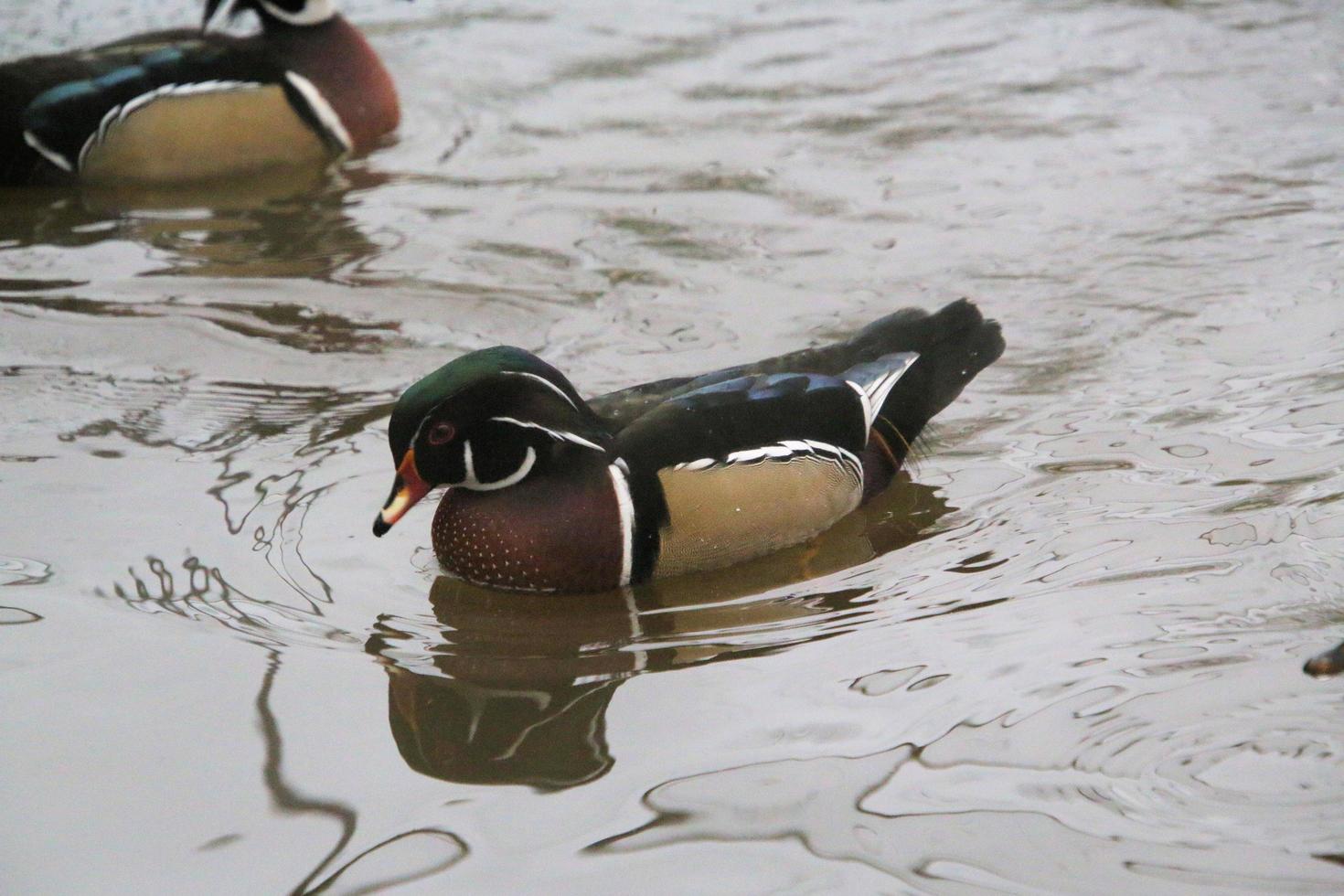 A view of a Wood Duck on the water photo