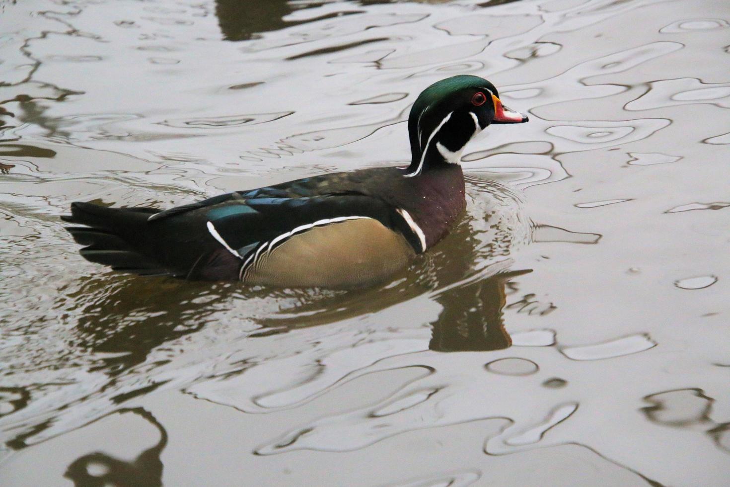 A view of a Wood Duck on the water photo