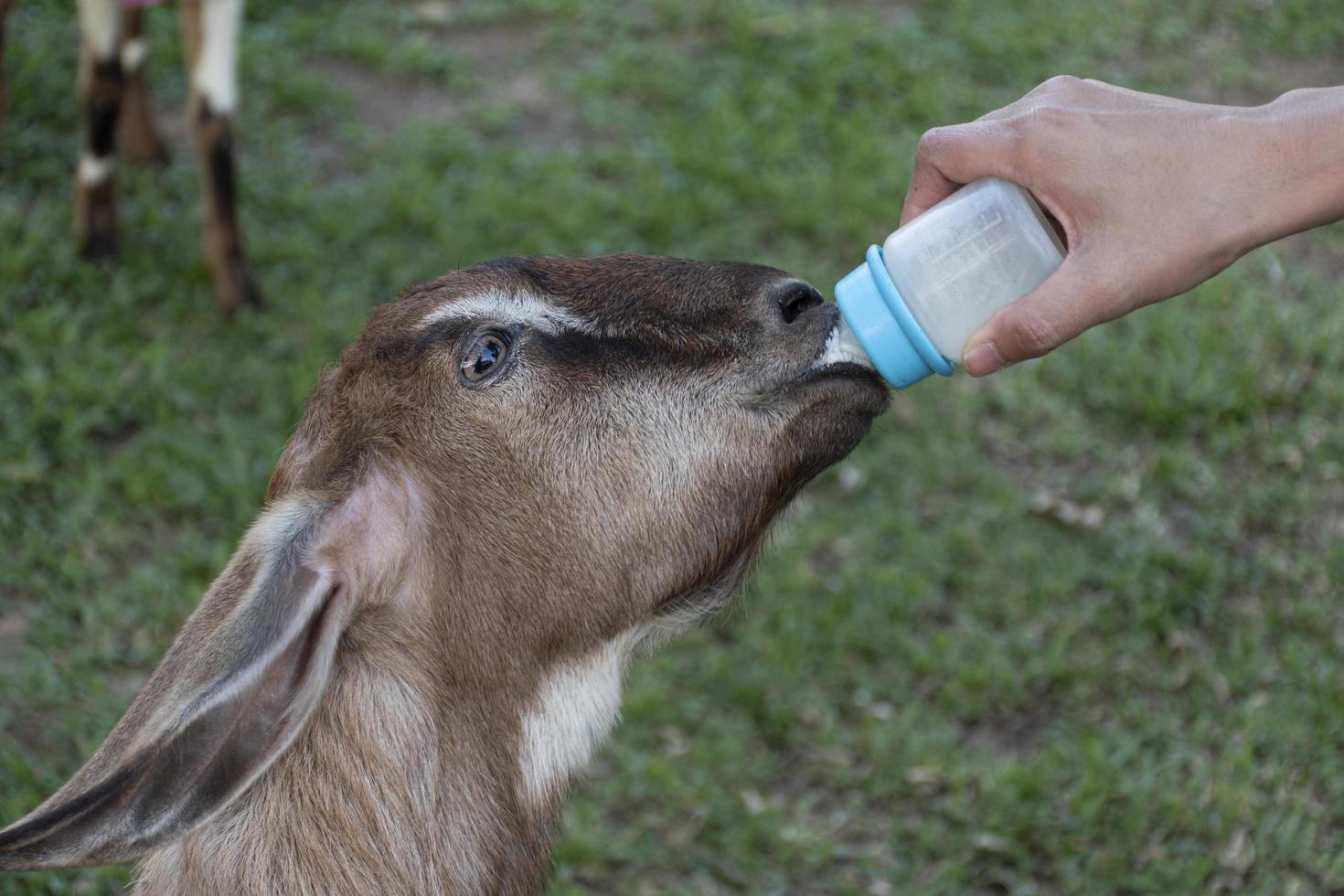 mano sosteniendo una botella de leche para alimentar a las ovejas foto