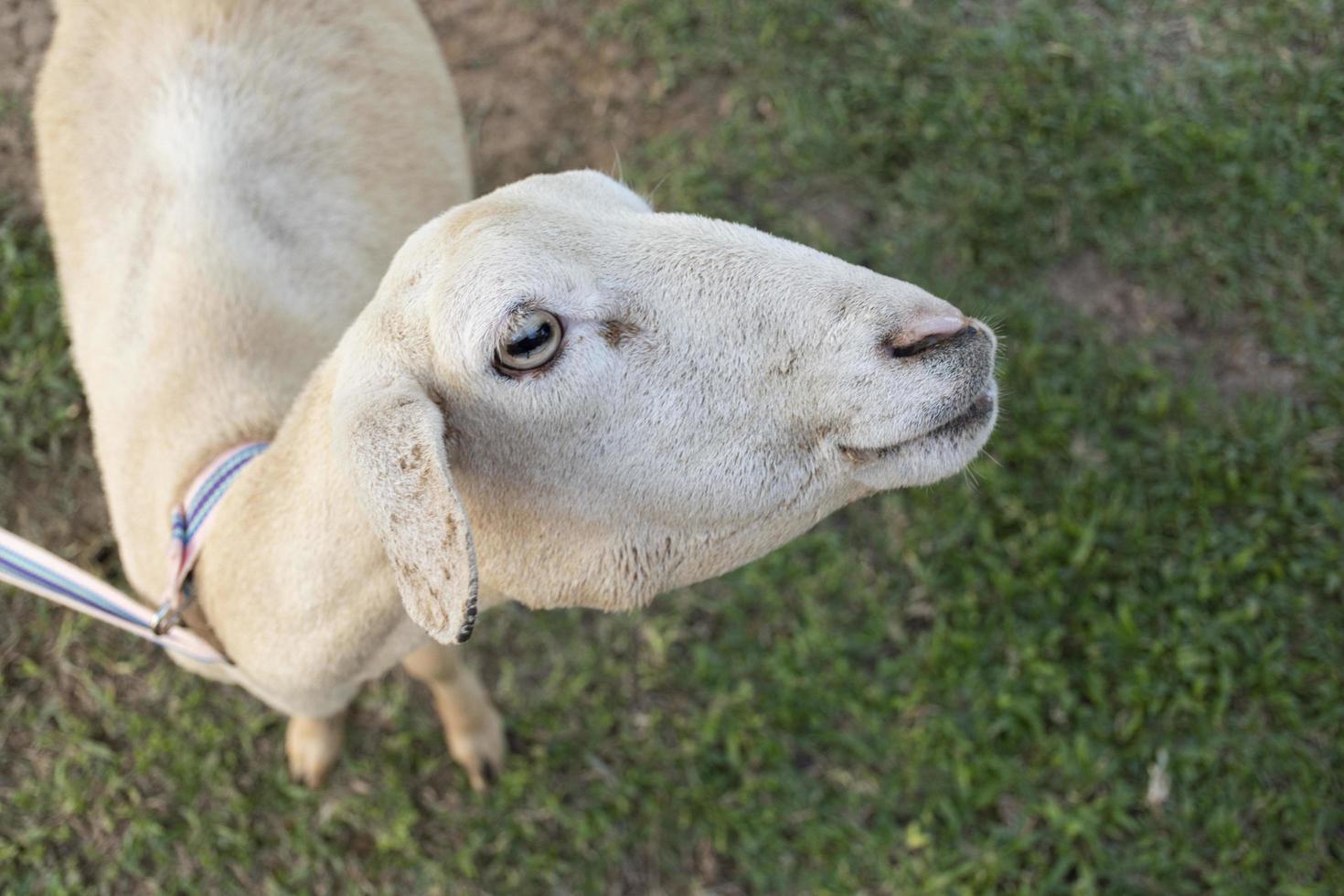 Closeup Portrait white sheep shearing photo