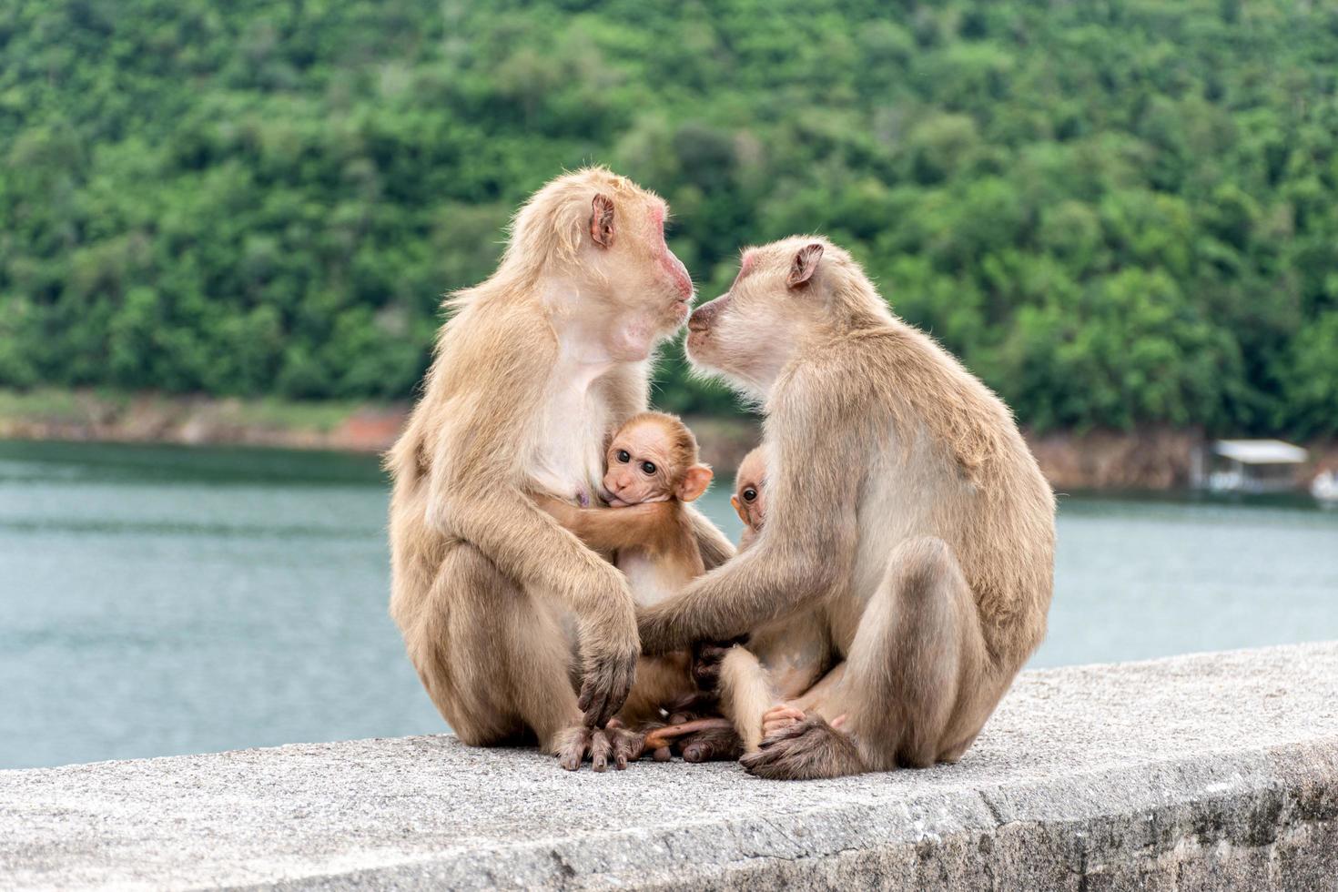 imagenes de monos bebes