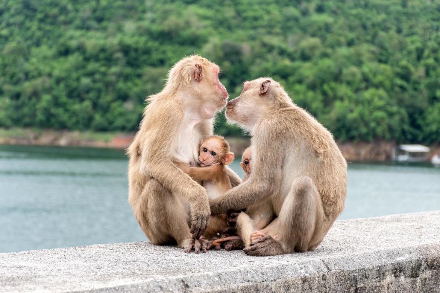 Monkey parents, monkey mothers and baby monkeys live together as a family. photo