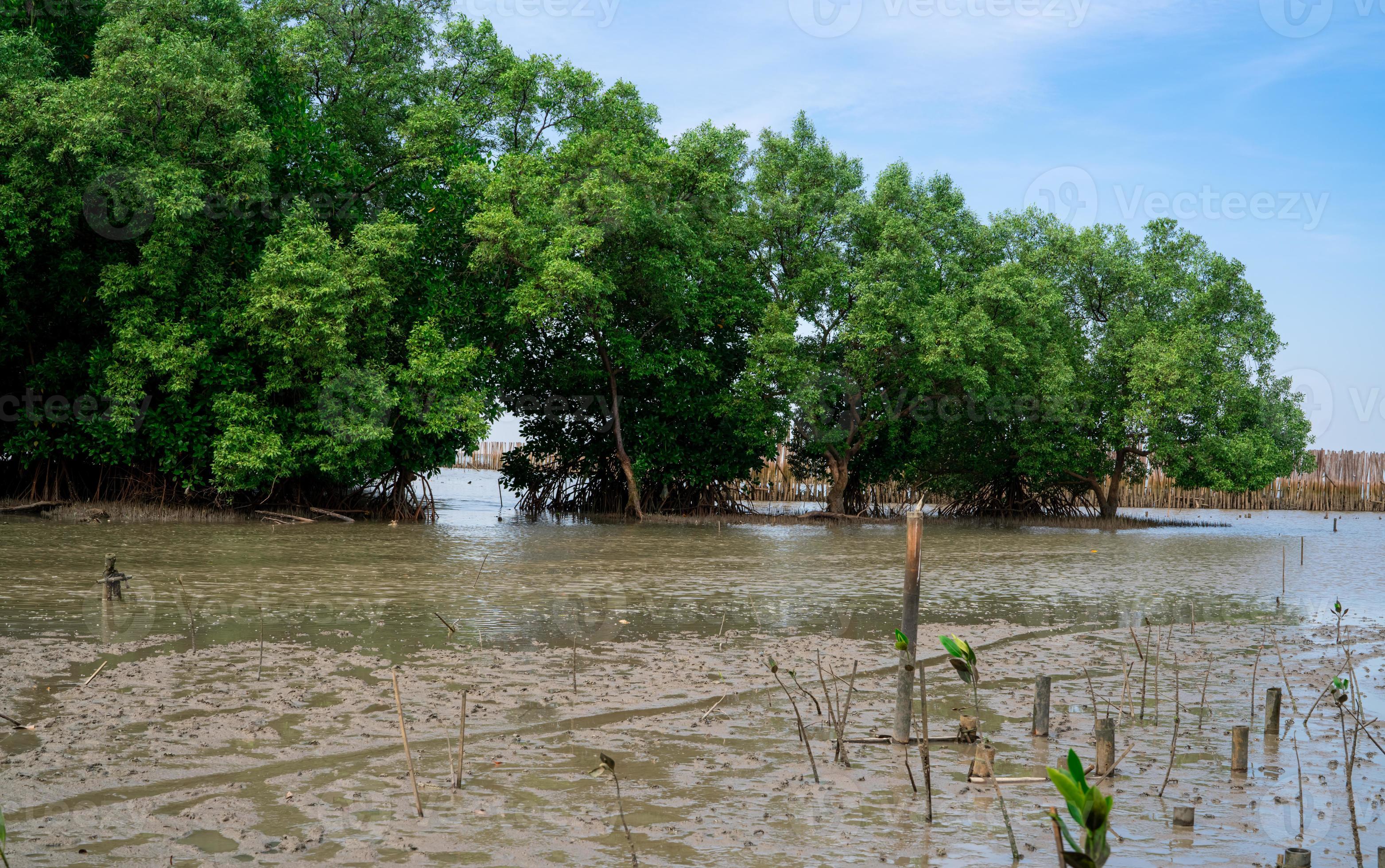 Green mangrove tree planting in mangrove forest. Mangrove ecosystem