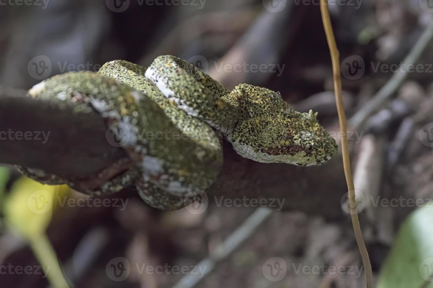 víbora de pestañas en el bosque nuboso foto