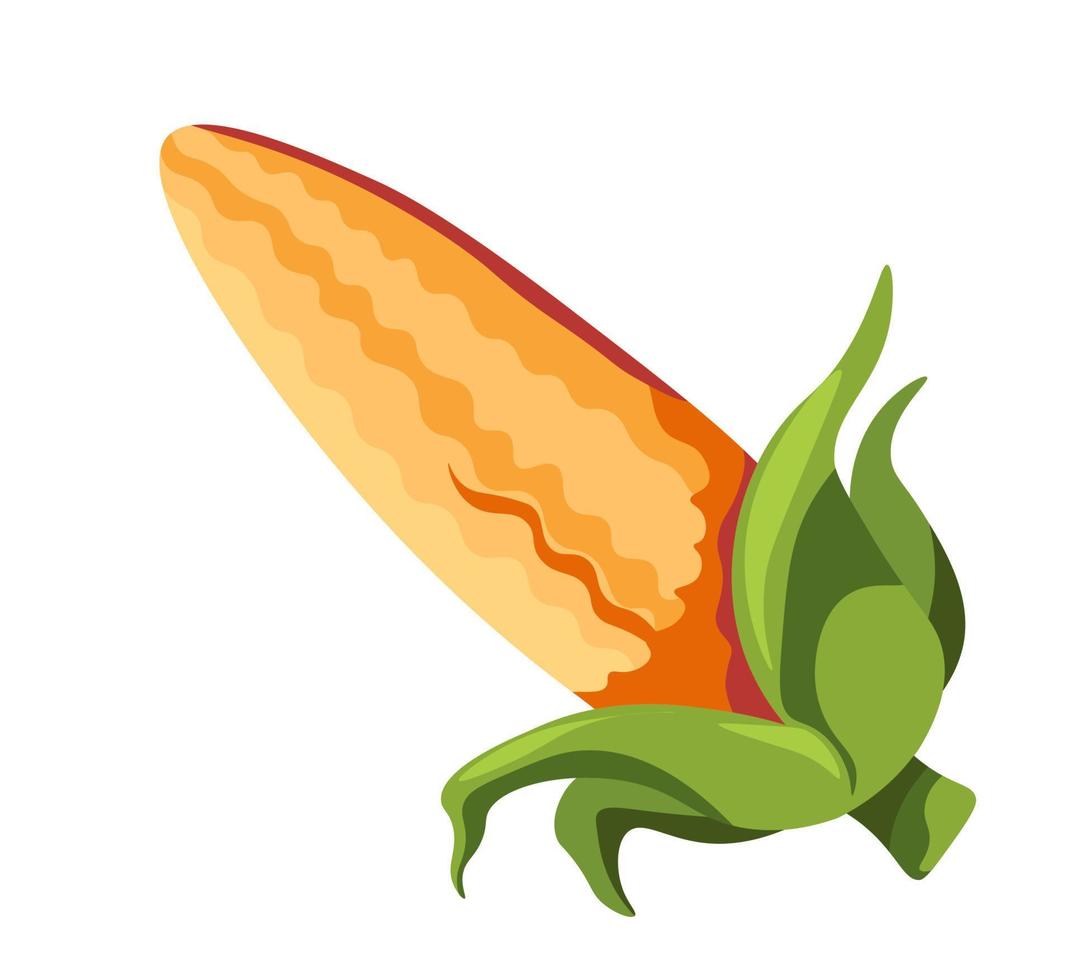 planta de cereales, maíz con productos vegetales con hojas vector
