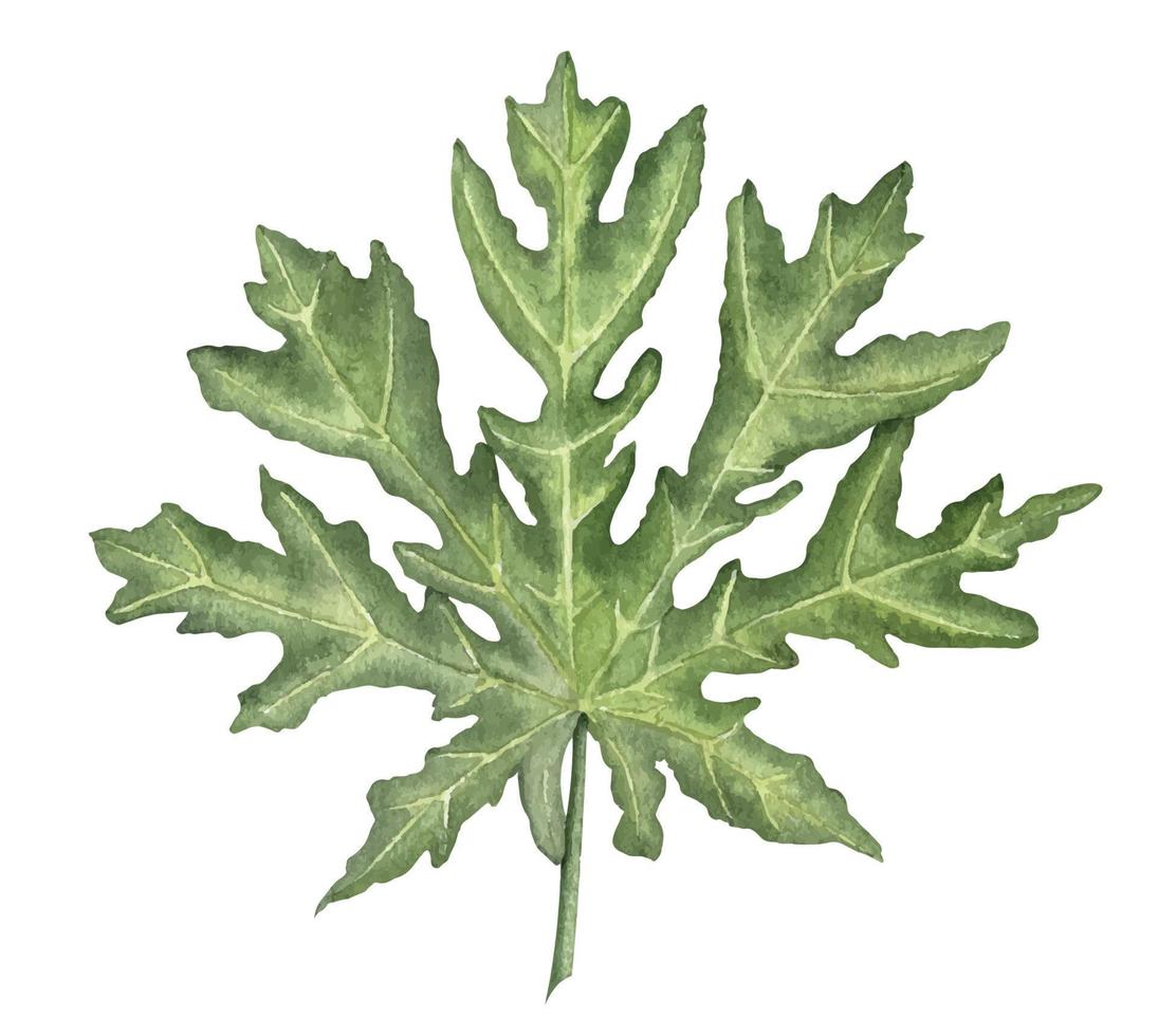 Watercolor Papaya Leaf. Hand drawn tropical exotic Plant on isolated background. Drawing of Pawpaw palm tree. Botanical illustration for production label. Summer fresh sketch in green colors vector