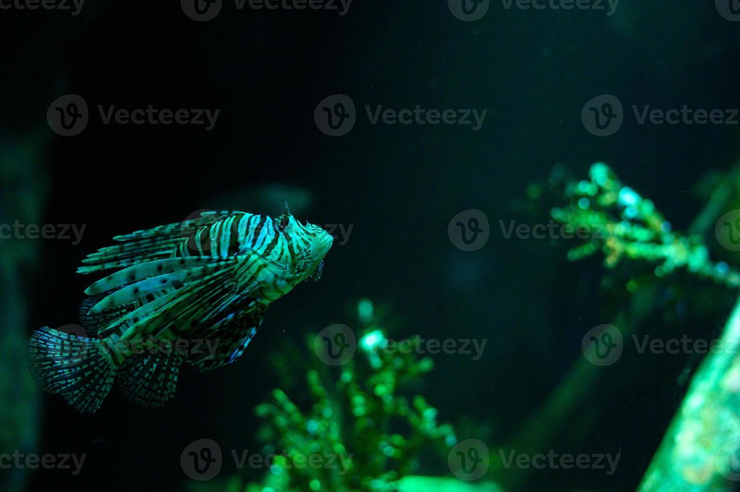 Underwater world. Lionfish fish in an aquarium photo