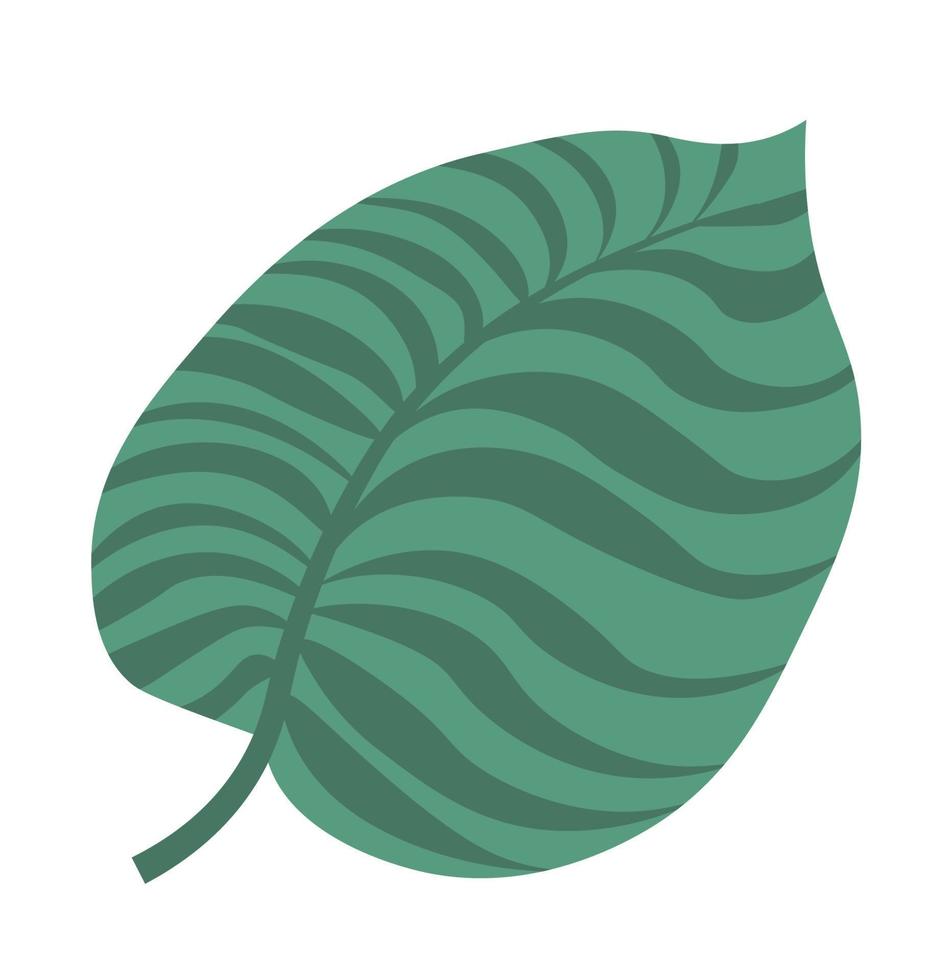 hoja tropical de la planta monstera, follaje exótico vector