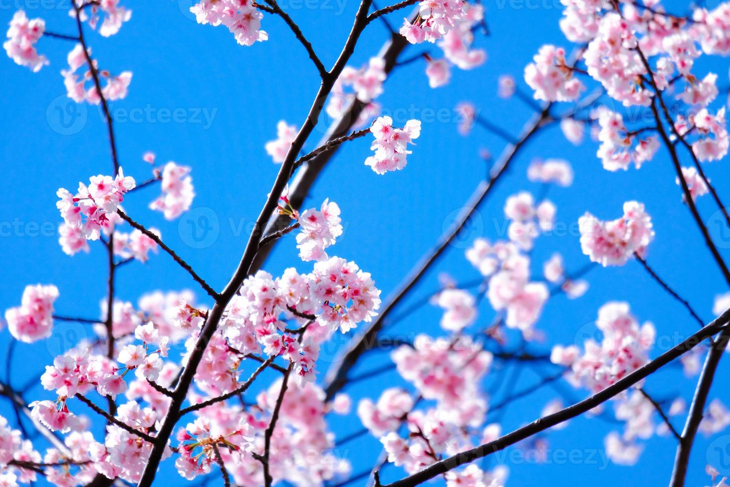 Pink Cherry Blossom Sakura Flowers Full Bloom A Spring Season In Japan japan-in-cherry-blossom-season