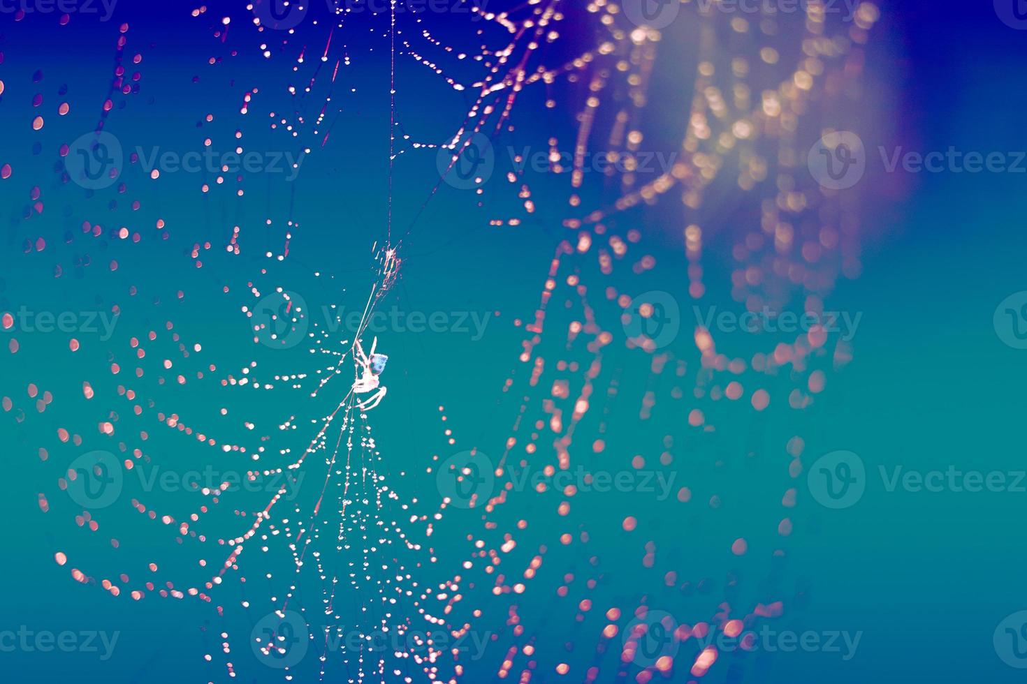 Blurred cobweb dew drop and rain on web and dark blue photo
