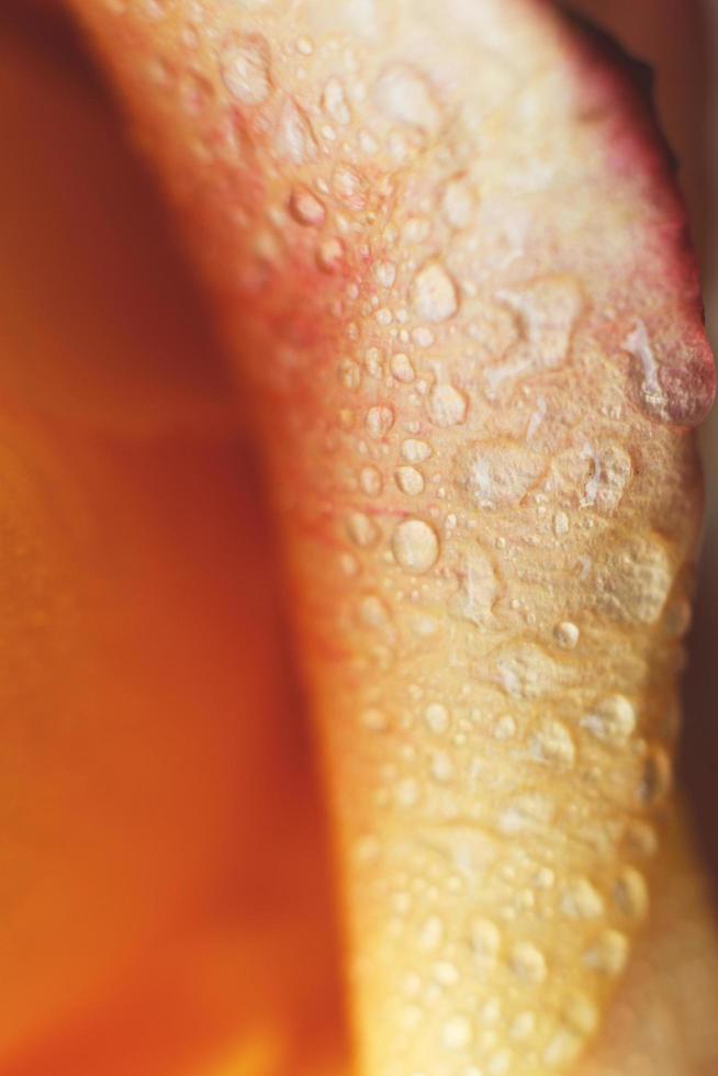 red and yellow rose with drops og water close-up. flower background. vertical photo