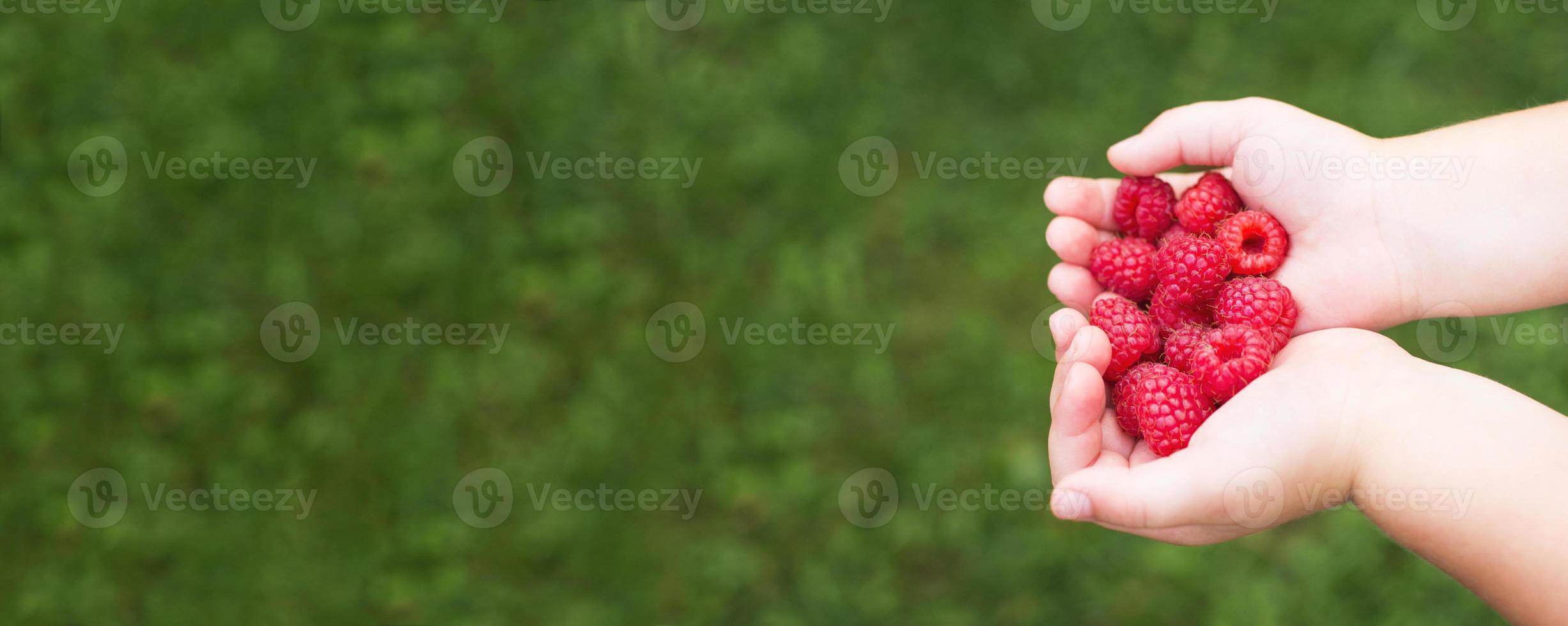 little girl child holding a handful of red berries,raspberries. banner photo