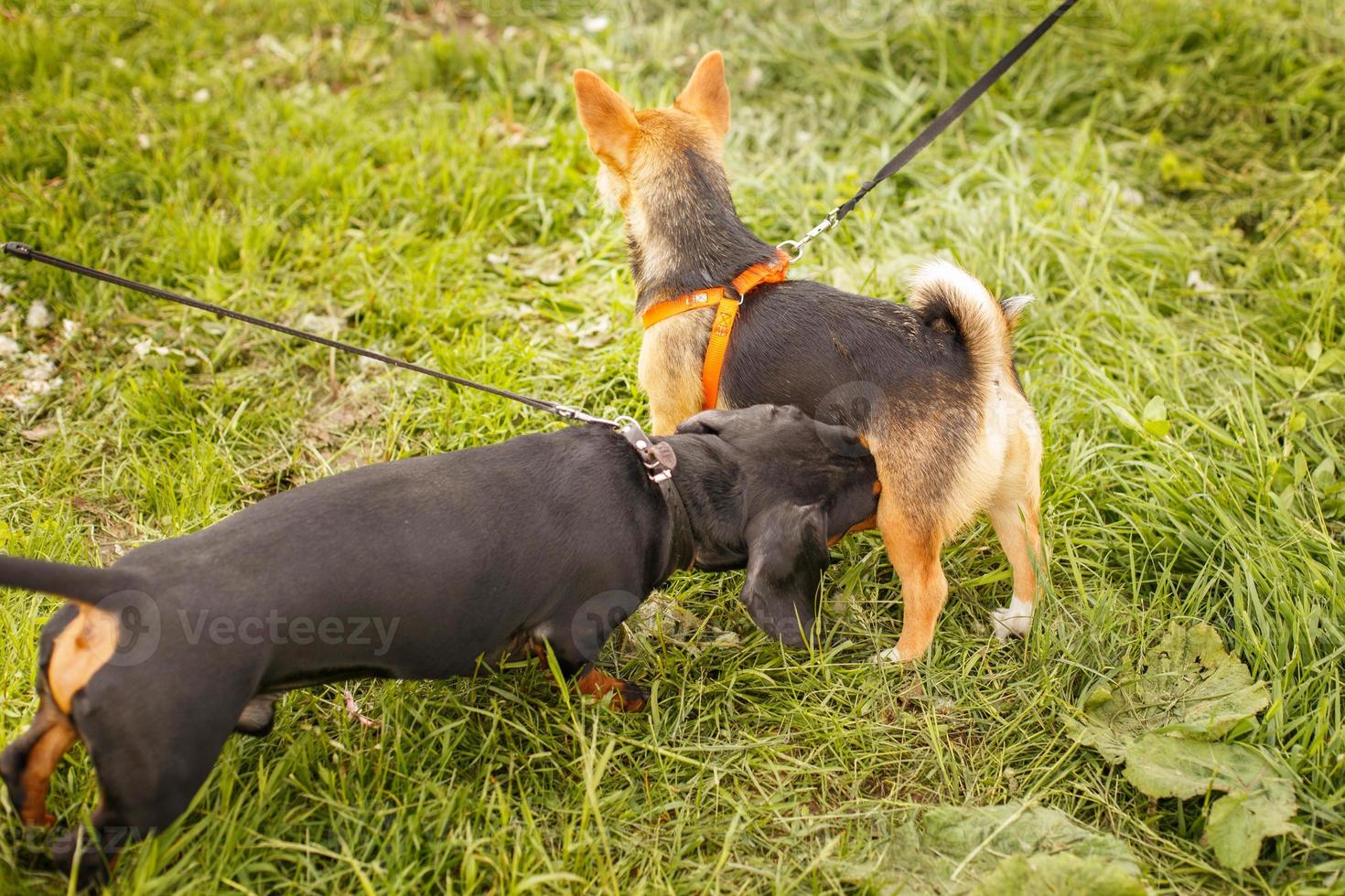 two dogs sniffing each other outside in greeting photo