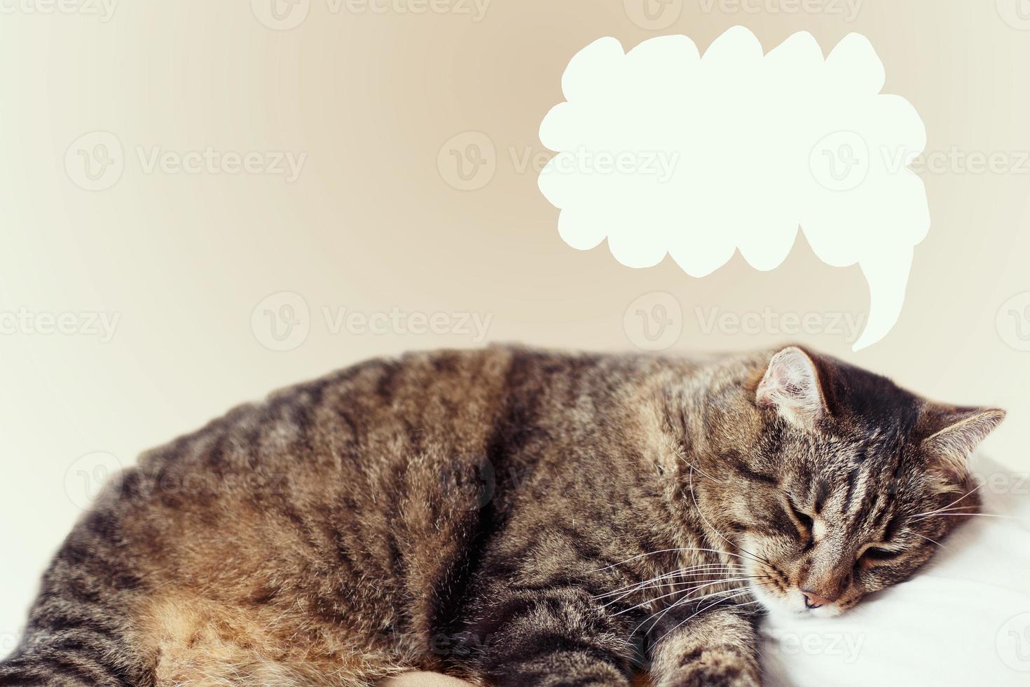 cute gray domestic cat is sleeping on the chest of the owner. copy space for your text photo