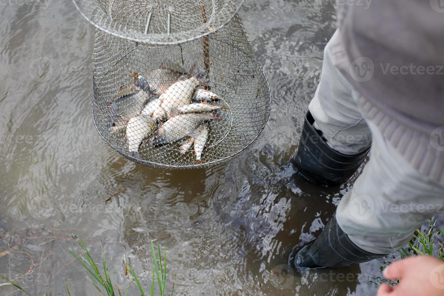 fisherman lifts a fish net. Metal mesh cage is installed in the river water near the shore. photo
