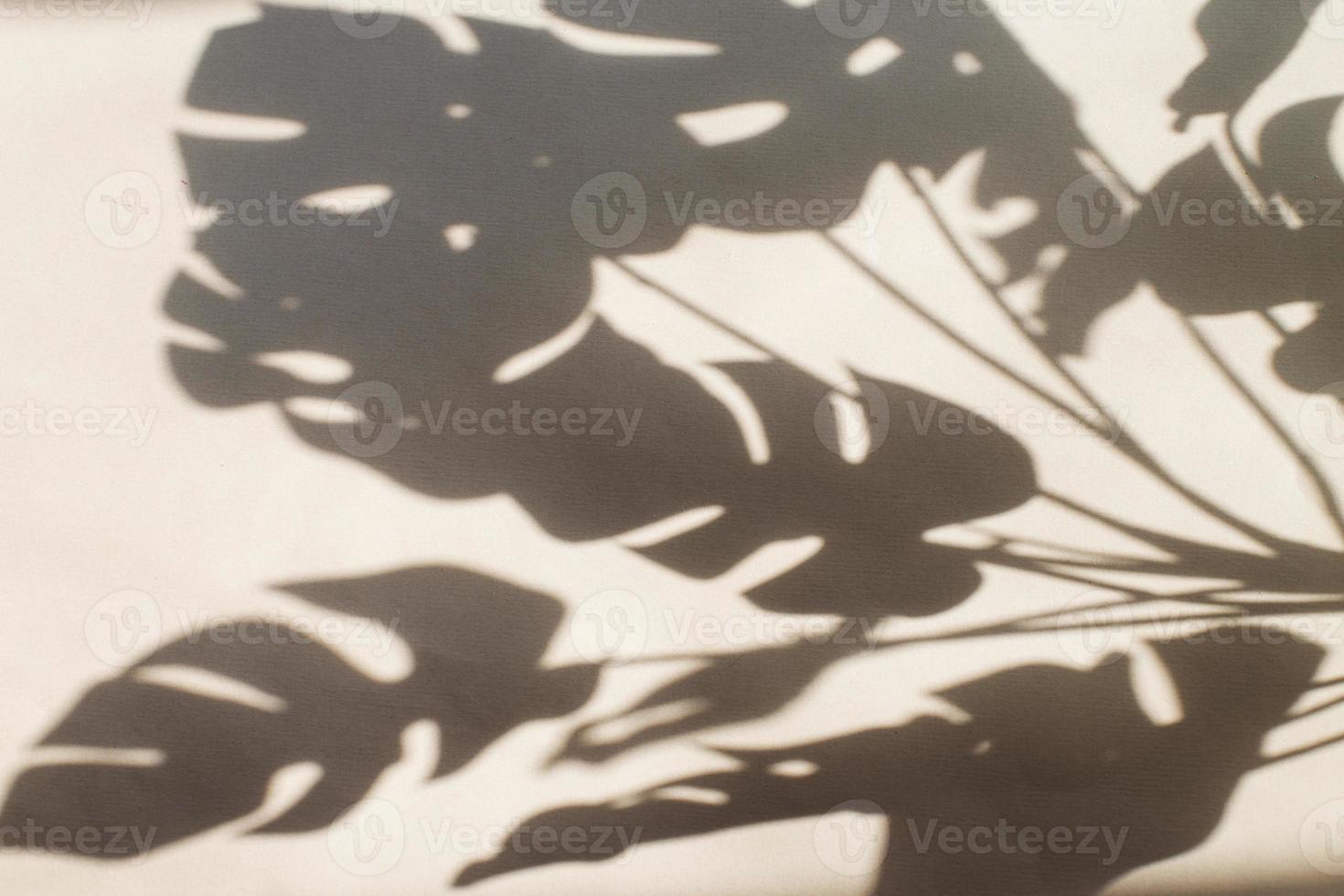 monstera leaf shadow on gray background with space for text. nature background photo
