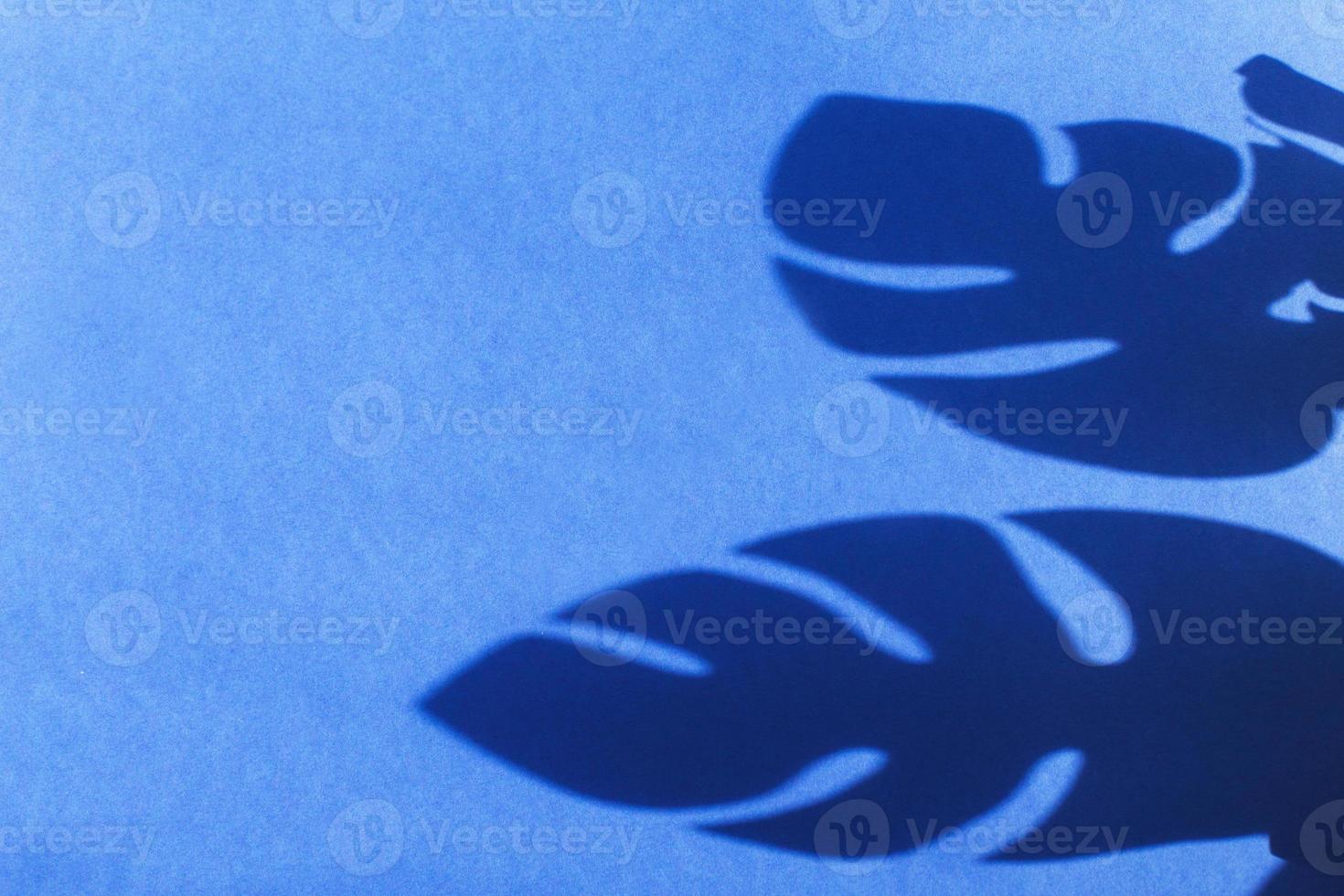 monstera leaf shadow on blue background with space for text. nature background photo