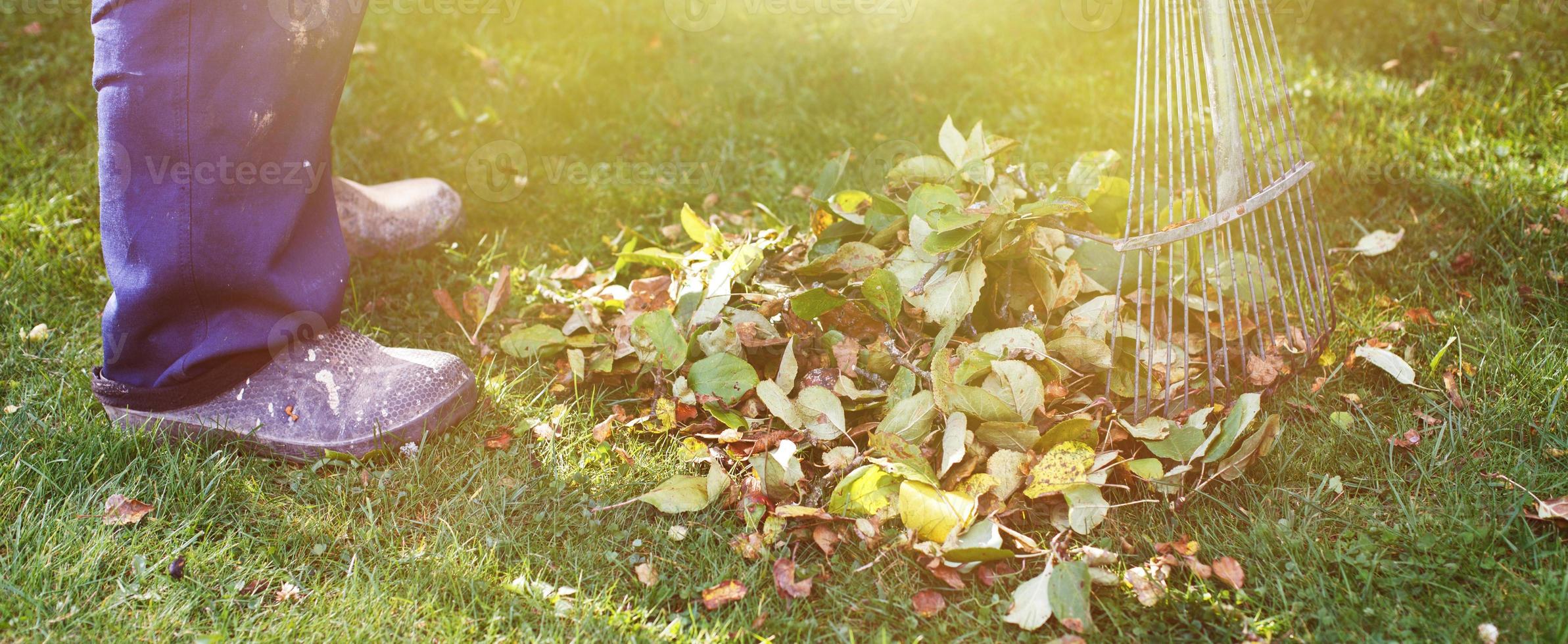 hombre barriendo hojas de otoño caídas en su césped. concepto de trabajo de otoño. bandera foto