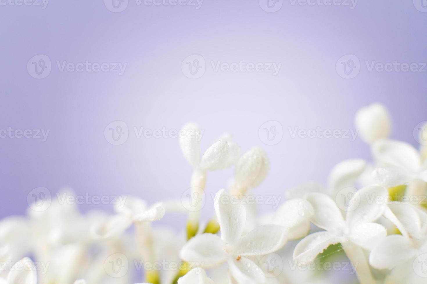 rama de flor lila blanca sobre un fondo morado con espacio de copia para el  texto 17534245 Foto de stock en Vecteezy