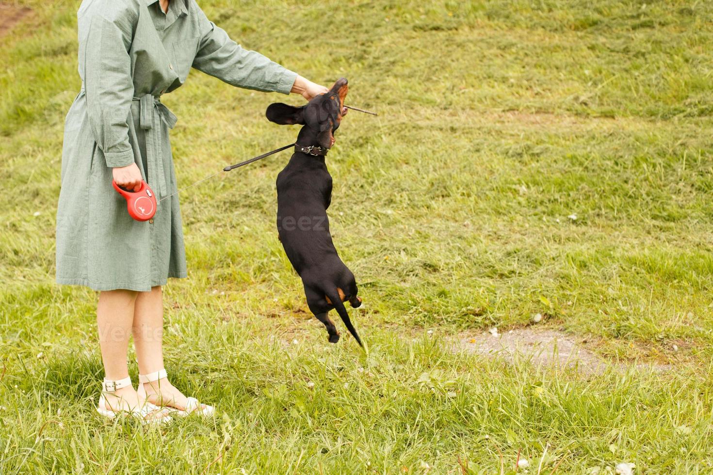 dachshund dog jumping for a stick on a field with green grass. woman play with her dog. photo