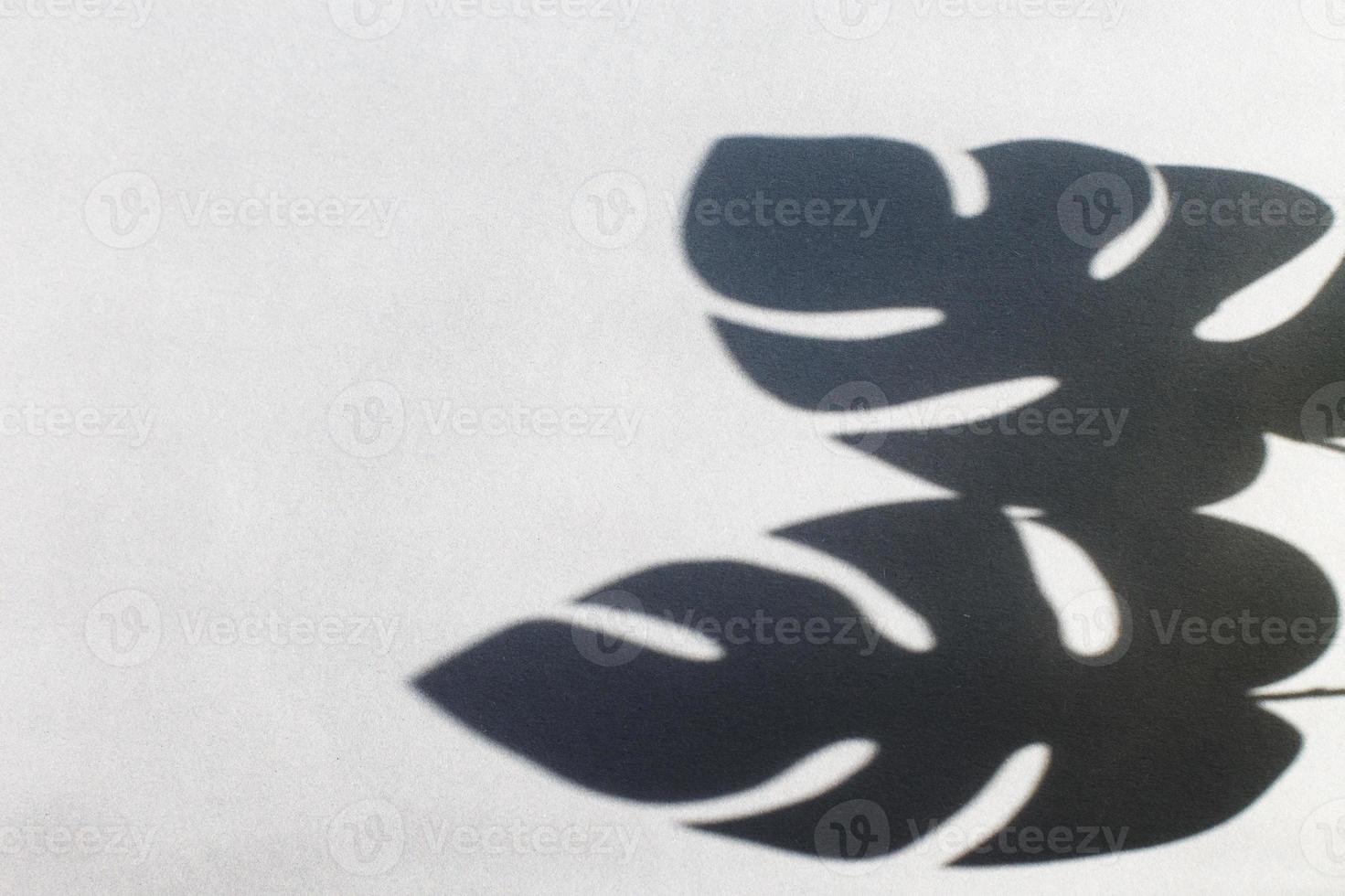 monstera leaf shadow on gray background with space for text. nature background photo