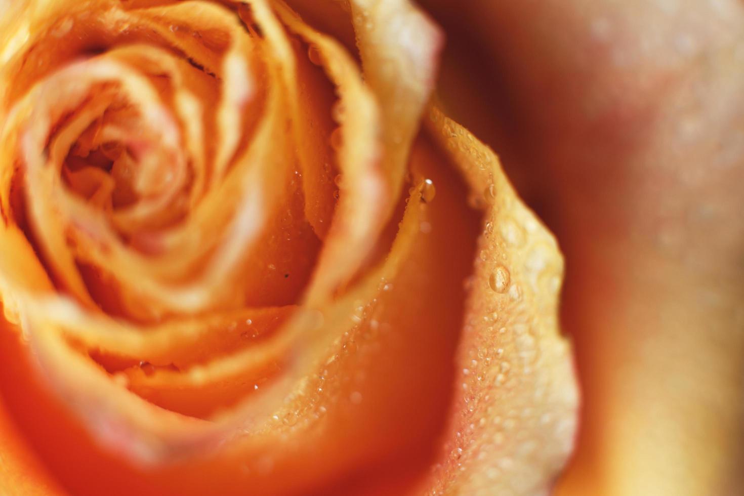 red and yellow rose with drops og water close-up. flower background photo