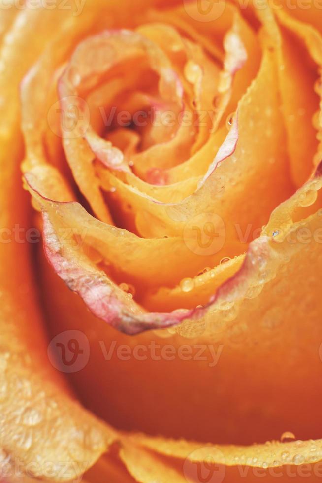 red and yellow rose with drops og water close-up. flower background. vertical photo